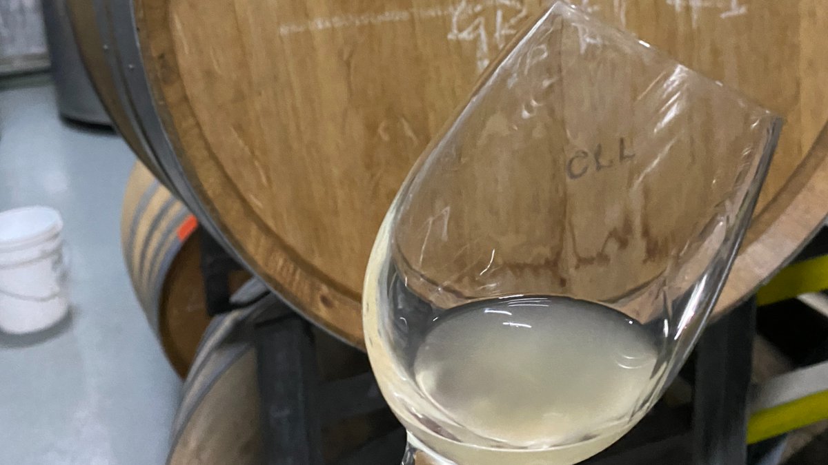 Garnacha Blanca is maturing in barrel and looking sick! Releasing Sept 23! Hand-picked it, 20 hours on skins, wild ferment, old French oak. Releasing around September, bottles are limited, sign up to the newsletter so you don't miss out!  

#signup #vino #release #garnachablanca