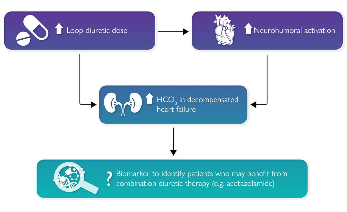 ehj_ed's tweet image. Serum bicarbonate and congestion: a potential biomarker for identifying and guiding management in diuretic resistance?
academic.oup.com/eurheartj/adva…

#HF #bicarbonate #diuretics #biomarker #therapy #cardiotwitter @escardio @ESC_Journals