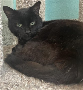 👉🏽SENIOR ALERT🙏🏽PLZ SHARE
💖SHY, SWEET 10YO #SENIOR BLACK KITTY 'VIOLA'💖
🔊NEEDS A🏘#FUREVERHOME🏘
▶4 INFO petfinder.com/cat/viola-5989…
🙏🏽#ADOPT #AdoptDontShop🍀#AdoptABlackCat🍀
#FRESNO #CA #CentralValley #RehomeHour #US #CATS
✅CATS Valley Animal Center @valleyanimal