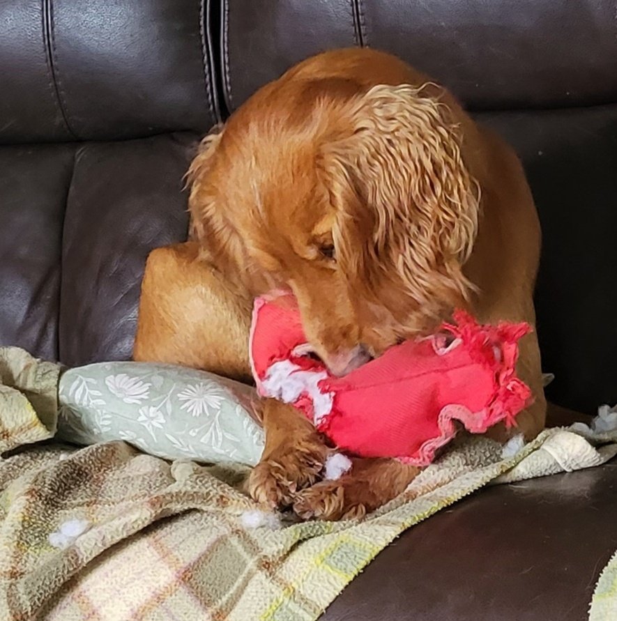 SpringerSaint's tweet photo. I always said we'd never have another cocker after Myrtle - it's times like this I remember why 🤣 #CrazyCocker #MadAsABoxOfFrogs https://t.co/F7QRzpFyp6