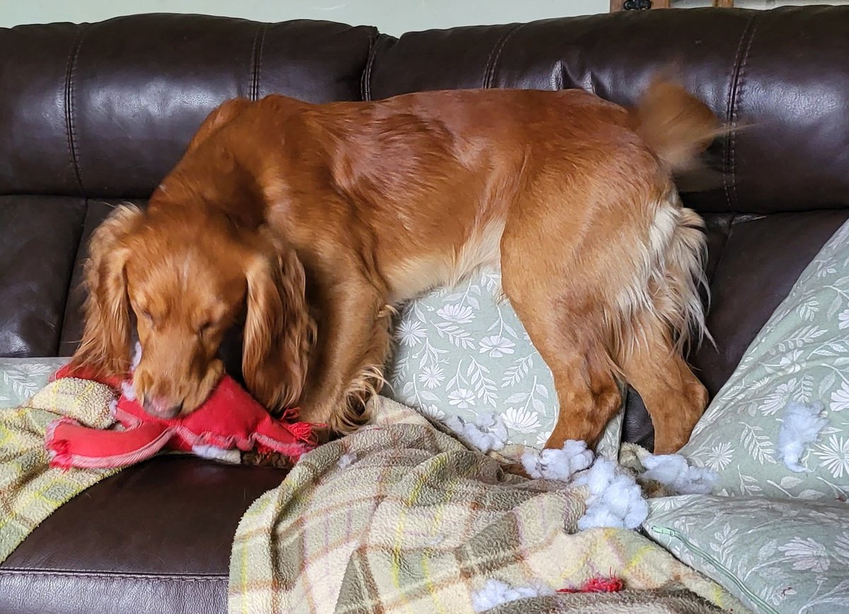 SpringerSaint's tweet photo. I always said we'd never have another cocker after Myrtle - it's times like this I remember why 🤣 #CrazyCocker #MadAsABoxOfFrogs https://t.co/F7QRzpFyp6