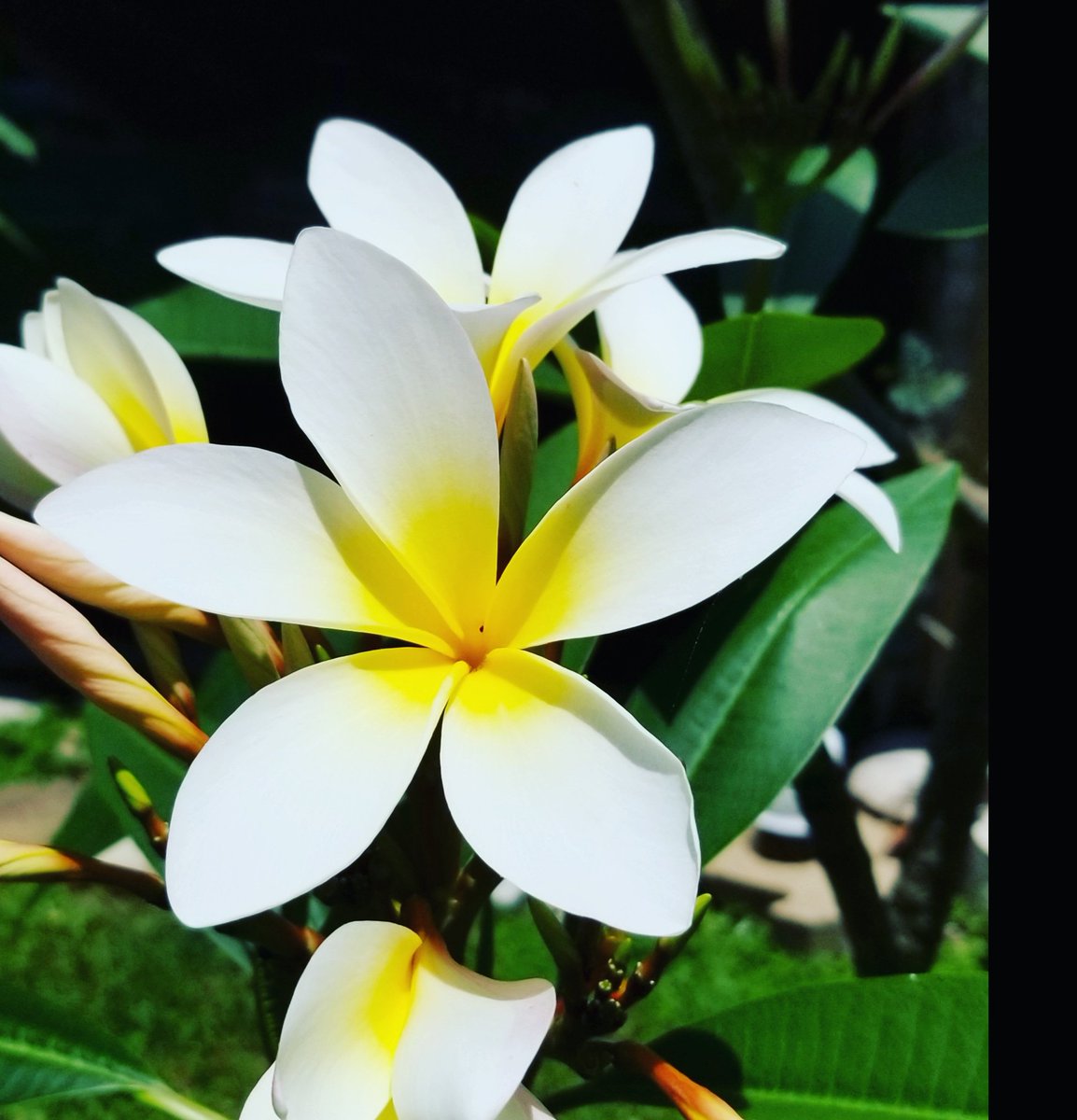 #myowntropicalparadise 
#plumeria 
#blooming 
#greenthumb 
#gardening 
#mentalhealth 
#endmassshootings 
#delaneyranch 
#livingstontx 
#delaneystrong