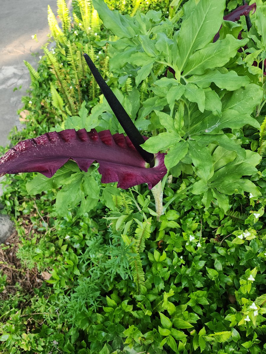 LauraStMartin2's tweet photo. A moment of joy and discovery. I found #corpseflowers at a house where I walk a dog! They're very stinky but really pretty. https://t.co/FmfZ4BDYNy