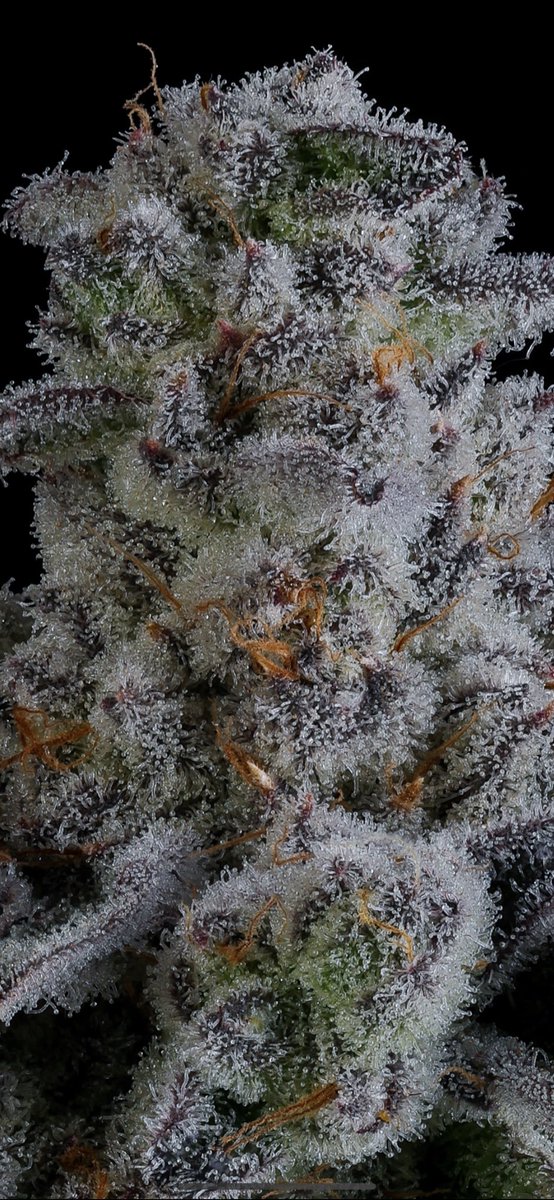 JBeezySJG's tweet photo. Pineapple Fruz entered in the High Times cup. Wish us luck on winning https://t.co/nbOee9RqhS