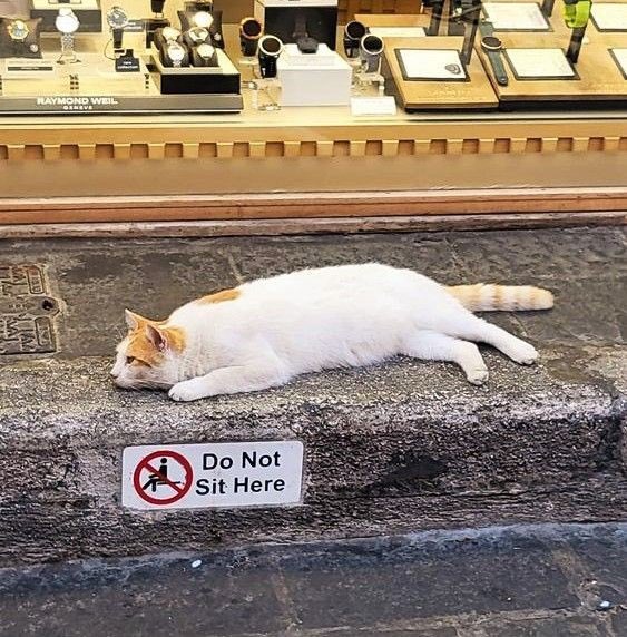 Cat Dealer on Twitter