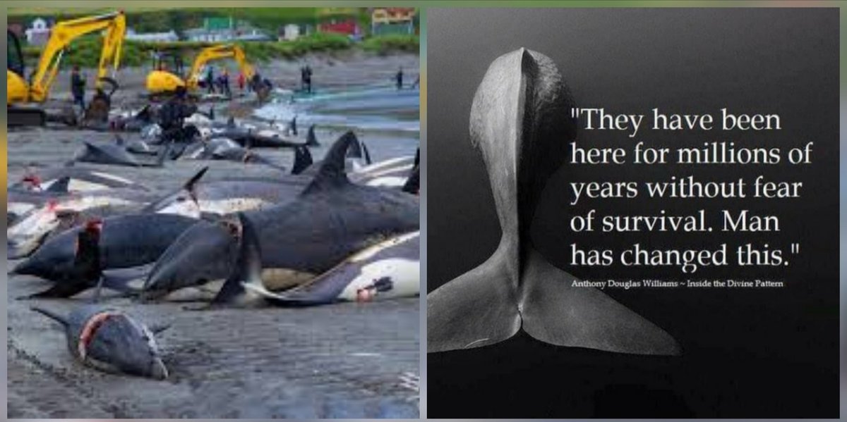 #StopTheGrind
We sepose to be custodians of the sea. End this madness #FaroeIslands
47 pilot whales gone, 8 were pregnant.
#NoMoreTrade
#DontBuyFaroeFish
#Atlanticsalmon