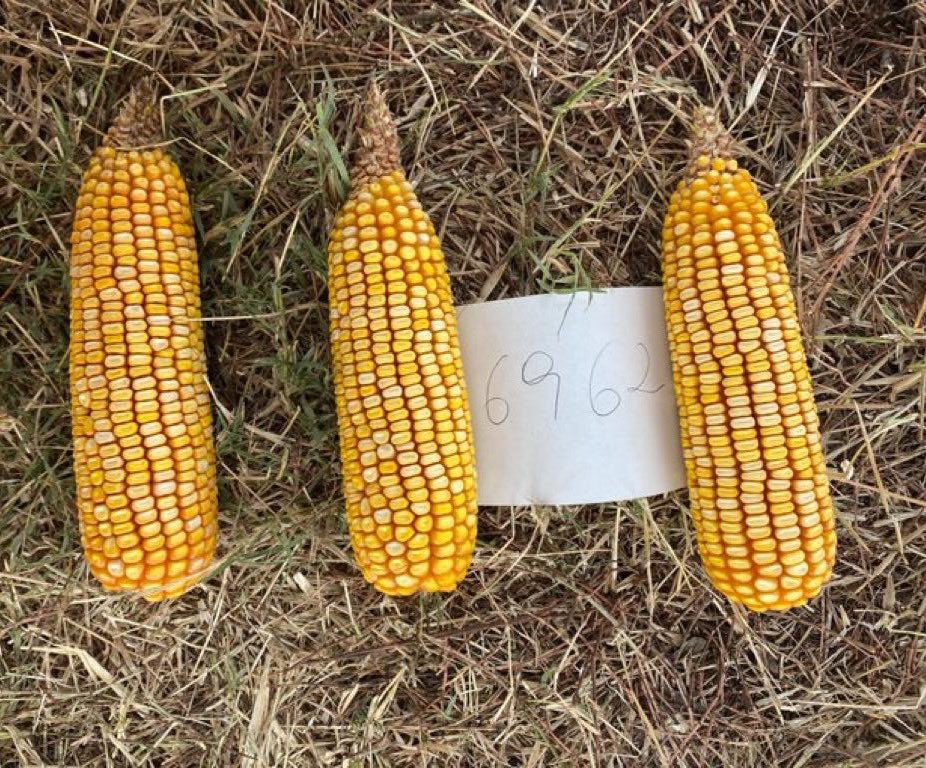 Joaquin del Rio tweet media