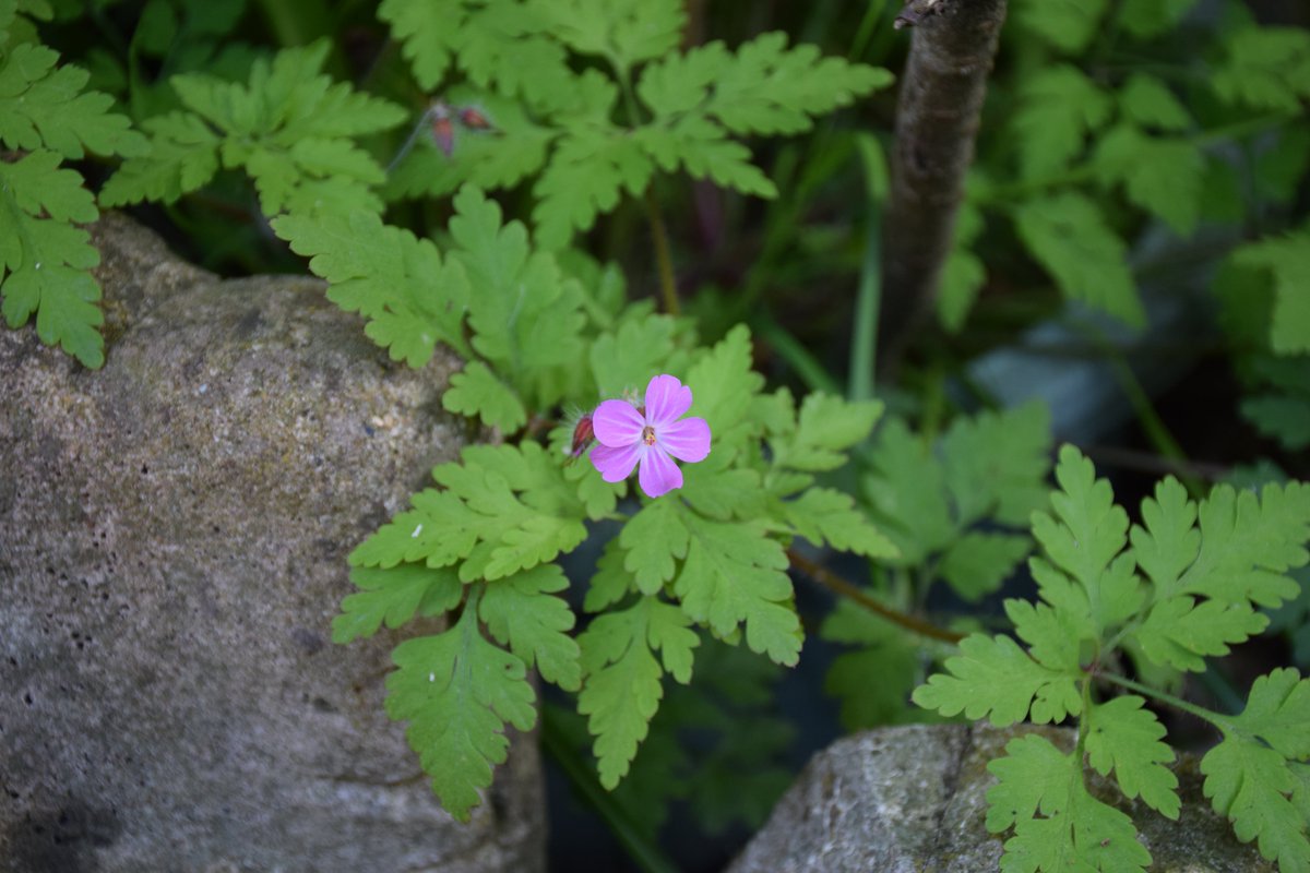 MyGarden_Uk's tweet photo. Random Photos from the garden today.
#Nature #Weeds #Flowers #BeautifulFlowers
#NewLife #NewTrees #Trees #LetItGrow #Garden https://t.co/m76q8HTNHZ