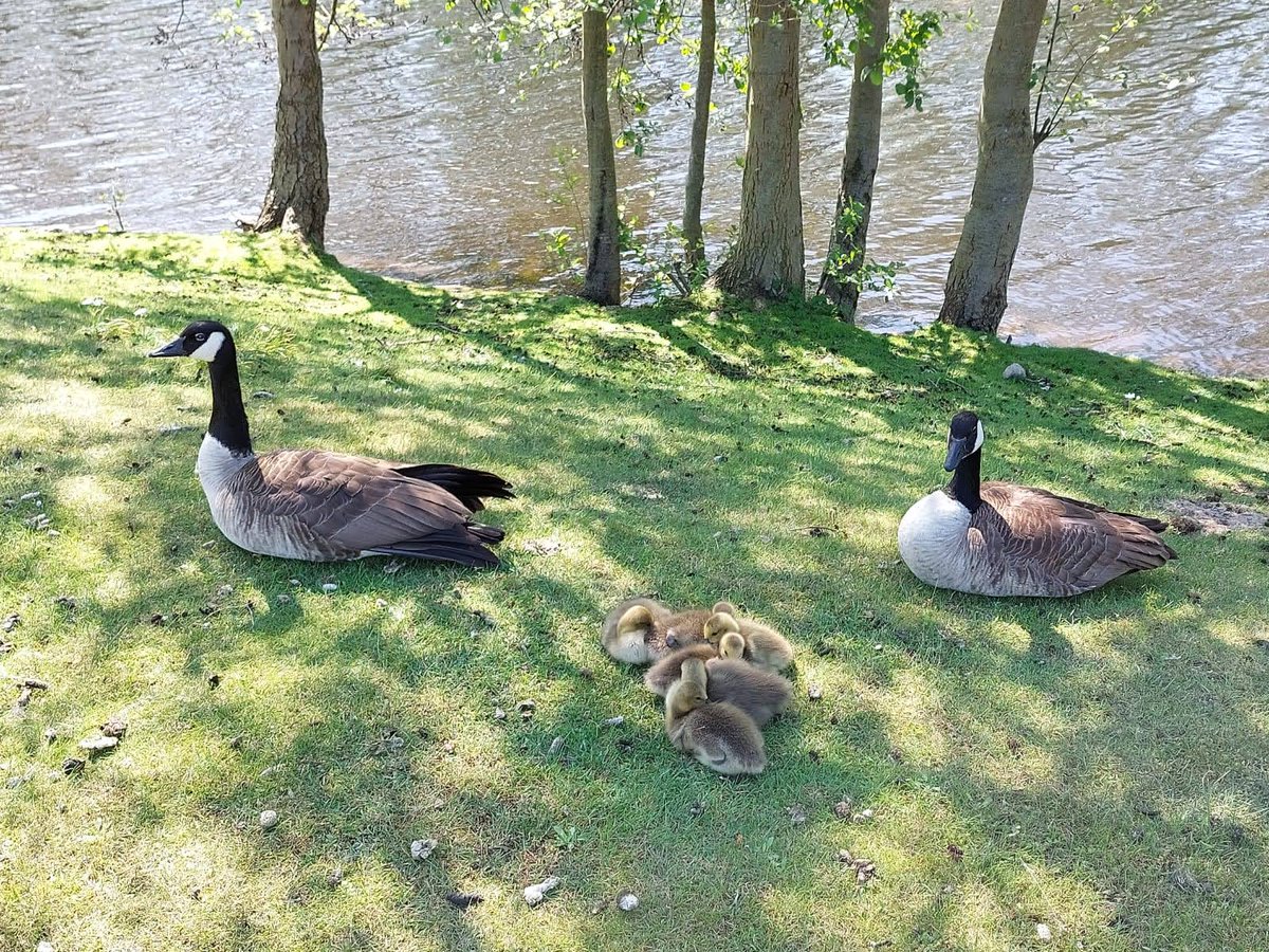 Havelkanal parkrun Nr. 4 bei herrlichem Wetter hat wieder großen Spaß gemacht. Wir freuen uns schon auf nächsten Samstag, pünktlich um 9 Uhr.