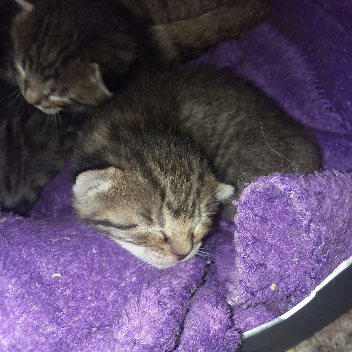viccaswell's tweet photo. Snoozin' https://t.co/bGtPqKqqZP