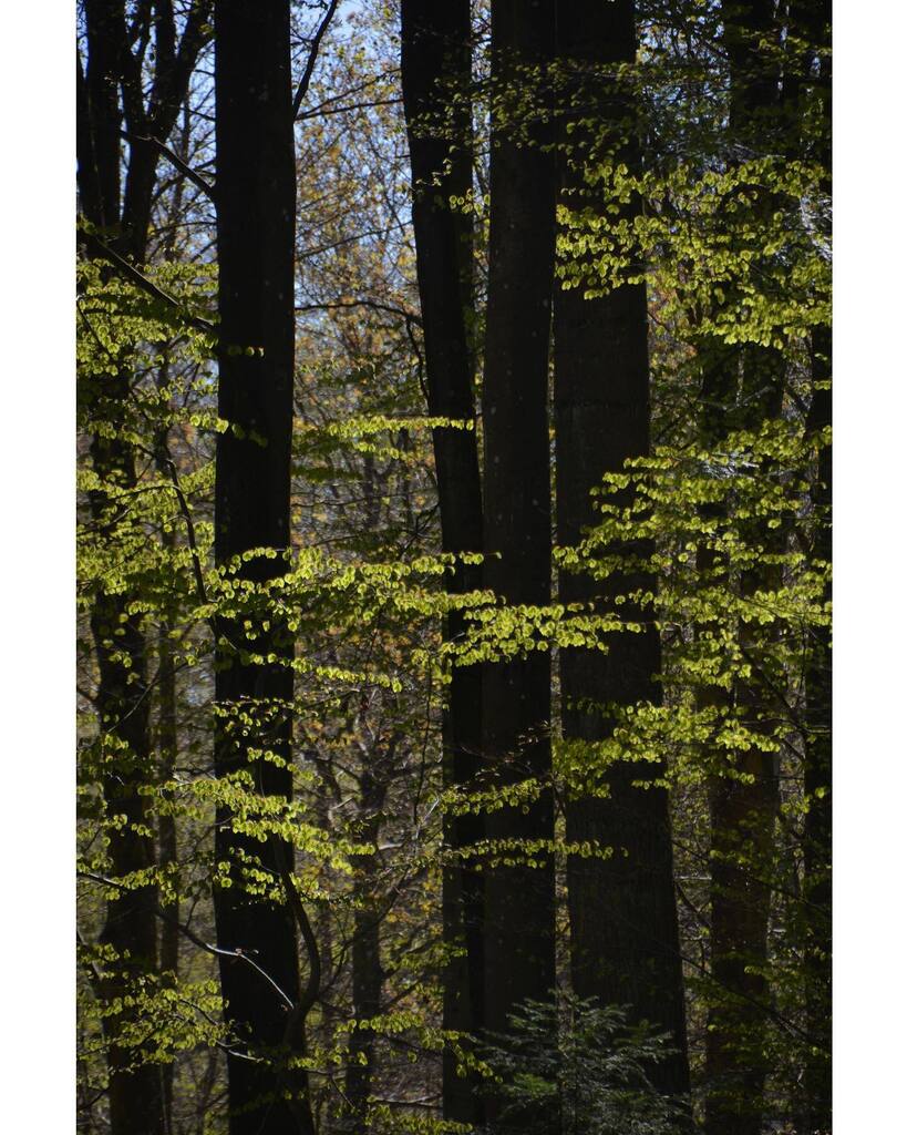 knut's tweet image. Spring. Taken in Valsømagle end of April. instagr.am/p/CsUIgdxsm1N/