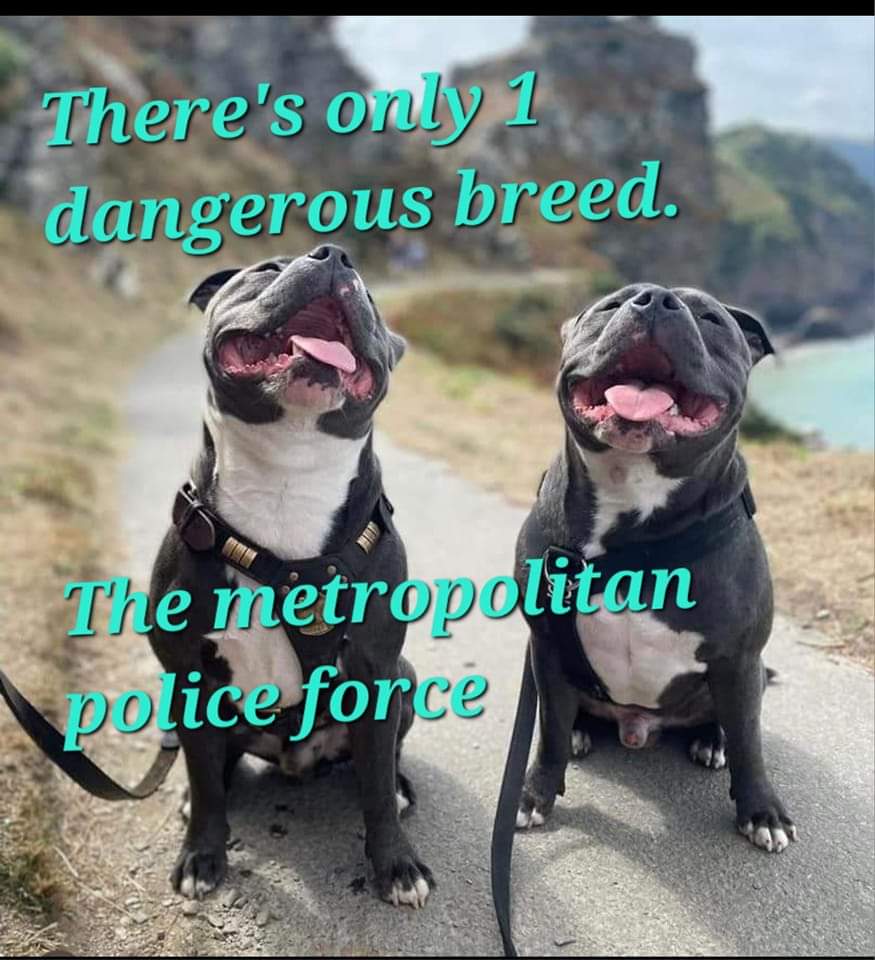 JASONTH19047495's tweet photo. JUSTICE NEEDS TO BE DONE !

🤬 MURDERERS !
https://t.co/GBPgn83gDf https://t.co/GgscmNm7Cj