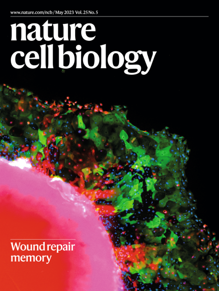 NatureCellBio's tweet photo. ๐Our May issue is live!
๐On the cover: #woundrepair memory
๐๐ปRead about๐ฌon:
#stemcell #pluripotency #lipiddroplet #aging #lysosome regeneration #proteinqualitycontrol #ferroptosis in #cancer #STINGprotein regulation #insulin #organoids
... & more!
https://t.co/aXtdmg0CJ2 https://t.co/YzYUbMCNik