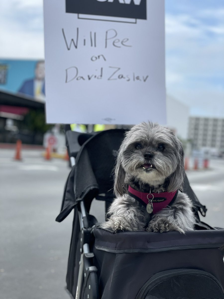 joerussotweets's tweet photo. Bella is the hero the WGA needs. https://t.co/gpqCrocLYd