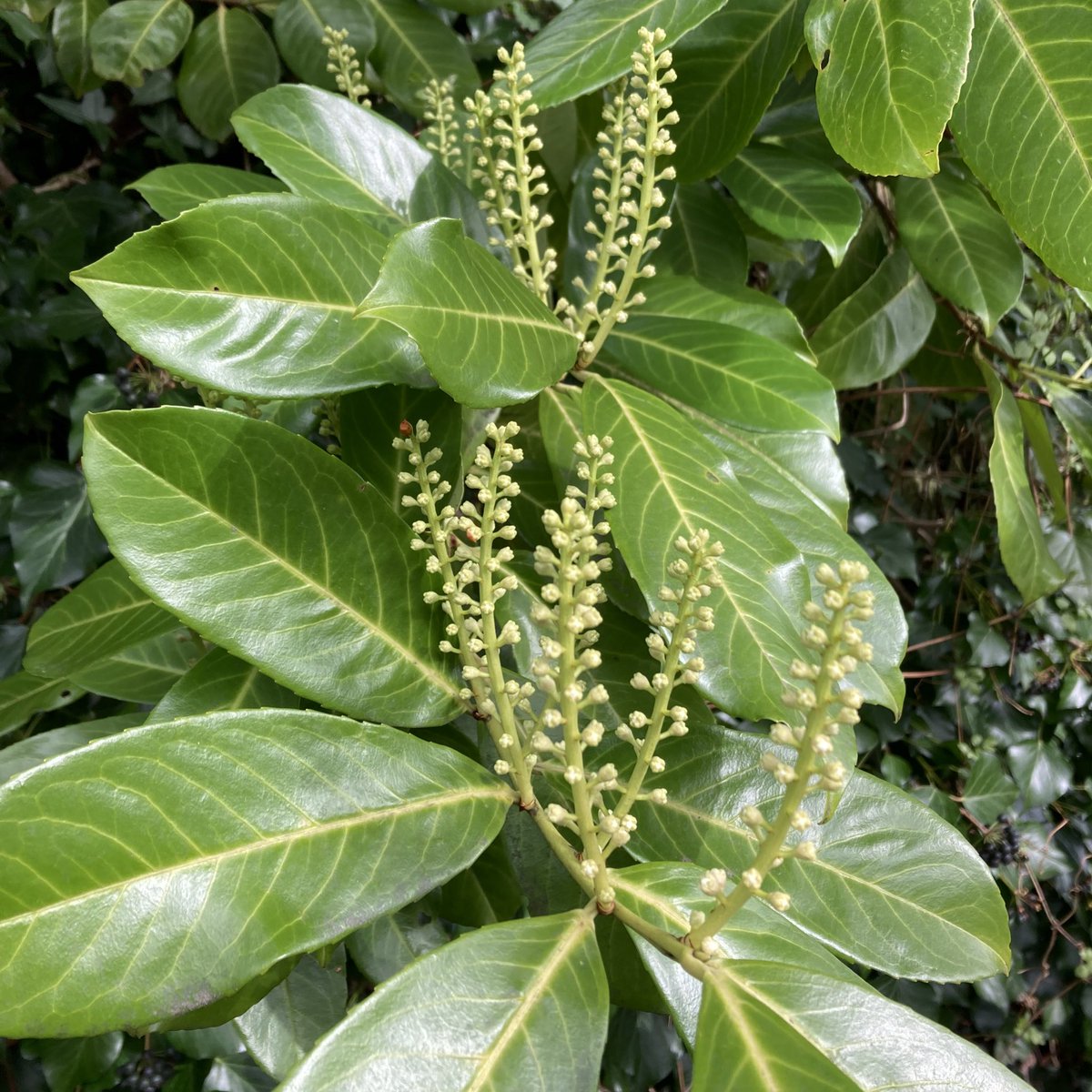Dr Tomos Siôn Jones (@tomosjones92) on Twitter photo Are you interested in #CitizenScience? Help us better understand the impacts of #invasive plants! Join this project between <a href="/CoventryCAWR/">CAWR Coventry</a> and <a href="/North_Wales_WT/">North Wales Wildlife Trust</a> 👉 northwaleswildlifetrust.org.uk/recording-impa… #InvasiveSpeciesWeek #INNSWeek Project funded by <a href="/NERCscience/">Natural Environment Research Council</a> Are you interested in #CitizenScience? Help us better understand the impacts of #invasive plants! Join this project between <a href="/CoventryCAWR/">CAWR Coventry</a> and <a href="/North_Wales_WT/">North Wales Wildlife Trust</a> 👉 northwaleswildlifetrust.org.uk/recording-impa… #InvasiveSpeciesWeek #INNSWeek Project funded by <a href="/NERCscience/">Natural Environment Research Council</a>