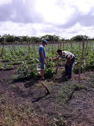 LopezGradimil's tweet photo. “Gracias, campesino,  porque pones el hombro en el campo día a día, porque tú cultivas  esperanzas y cosechas futuro”.#LatirAvileño #Chambas #LatirXUn26DeVictorias @YennyCarvjal @IzquierdoAlons1 @LlanesBarreda @EislerMatias @iveleisi @FelixDuarteOrte @felixvasquezrd https://t.co/qQZ9wjCWSu