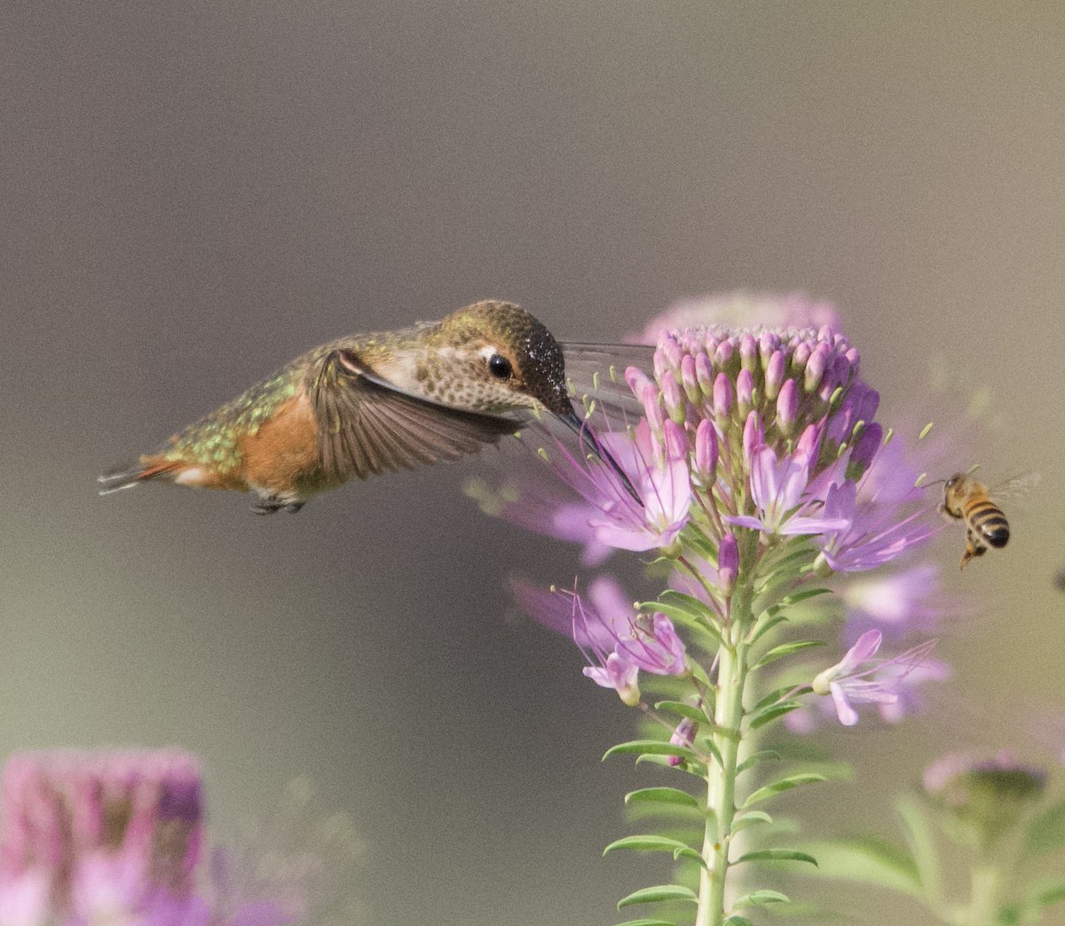 Some of my old Hummingbird photos. 

Nikon D500
Sigma 150-600mm 
Jesse Watkins Photography 

#hummingbird #hummingbirds #hummingbirdphotography #birds #birdphotography #birdphotographer #birding #nikond500 #nikonusa #summer #summerphotography #sigma150600