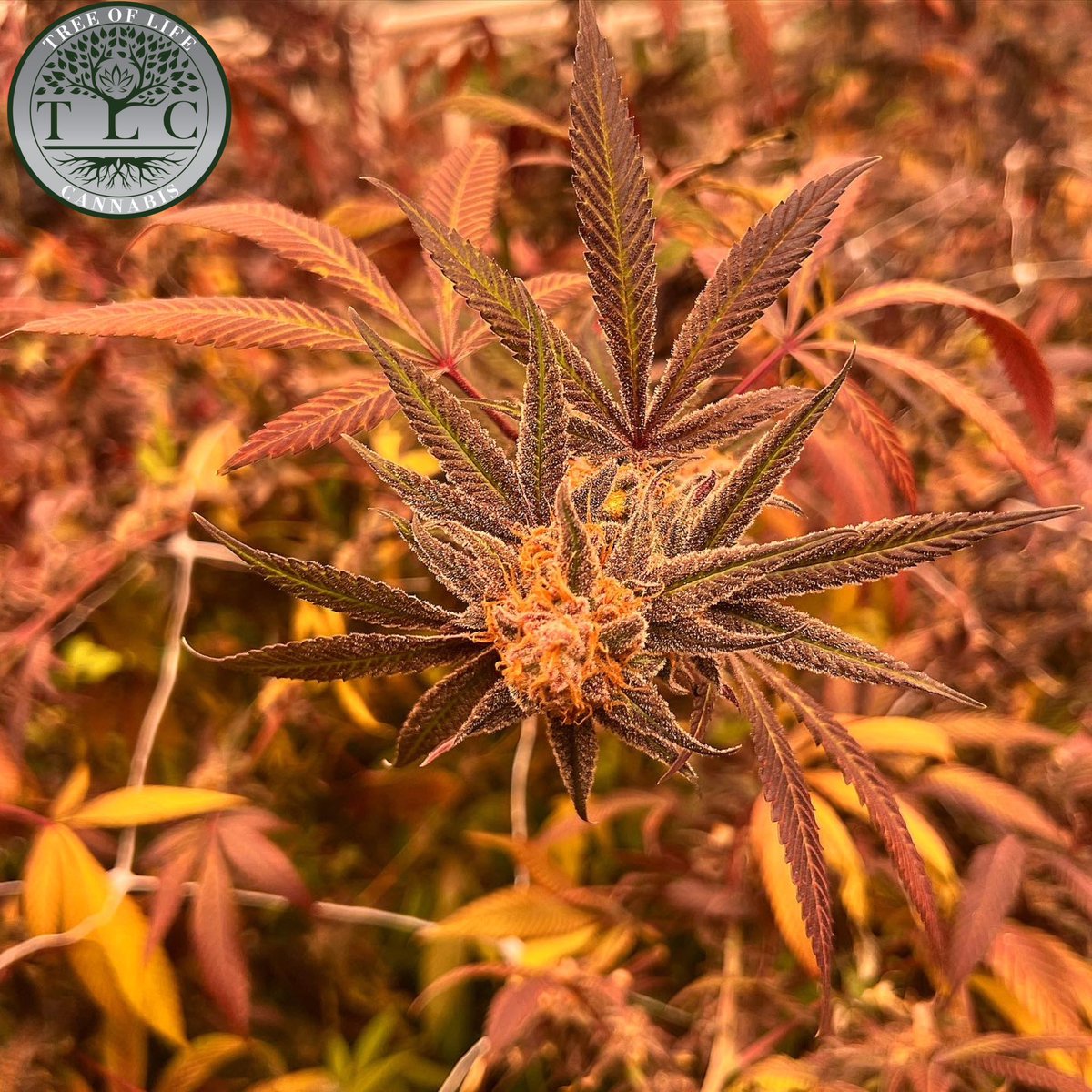 Zurple Punch 

#canna #legalcannabis #livesoil #livesoilcannabis #organiccannabis #michigancannabis #michigancanna #MIcanna #michiganorganics #organics #cannabis #CannabisCommunity #cannabisculture #cannabisindustry