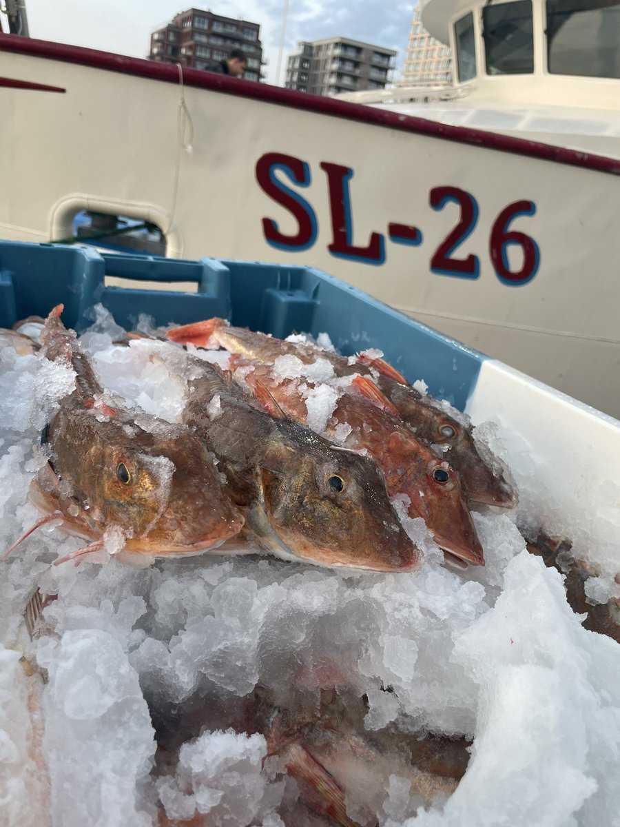 edwin_seters's tweet photo. Another load of fresh fish for the fish market in Zeebrugge tomorrow. 💪🏻 https://t.co/2RvKRbOFWM