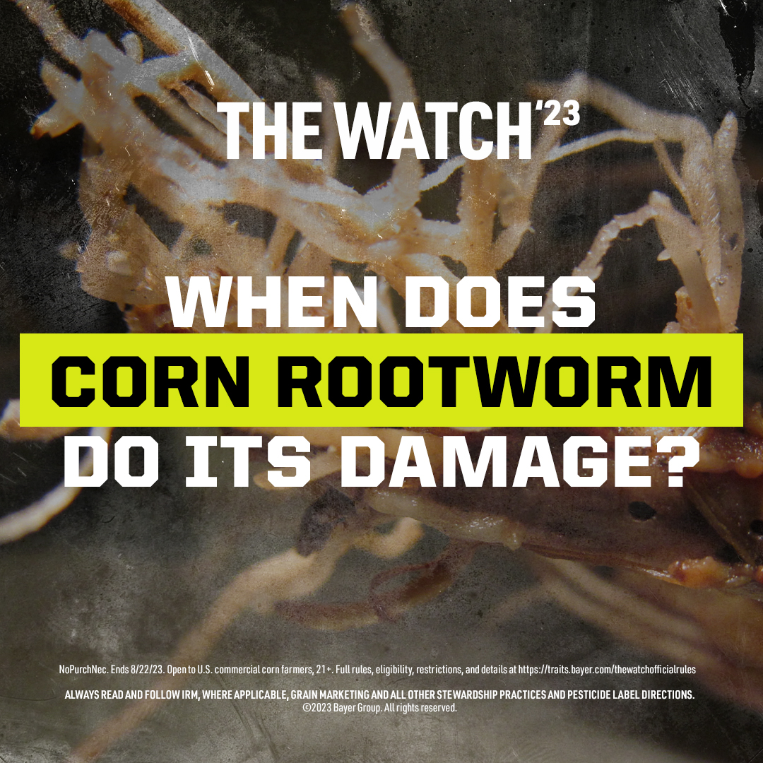 BayerTraits's tweet photo. Corn rootworm larva weakens roots and the beetle clips the silks, which means less yield at harvest. It’s important to understand the life cycle of this pest and the damage it can cause at each stage. Check out #TraitAnswers for more. https://t.co/U5hn1a8H0w #RootwormWatch https://t.co/NGAJIBgHfr