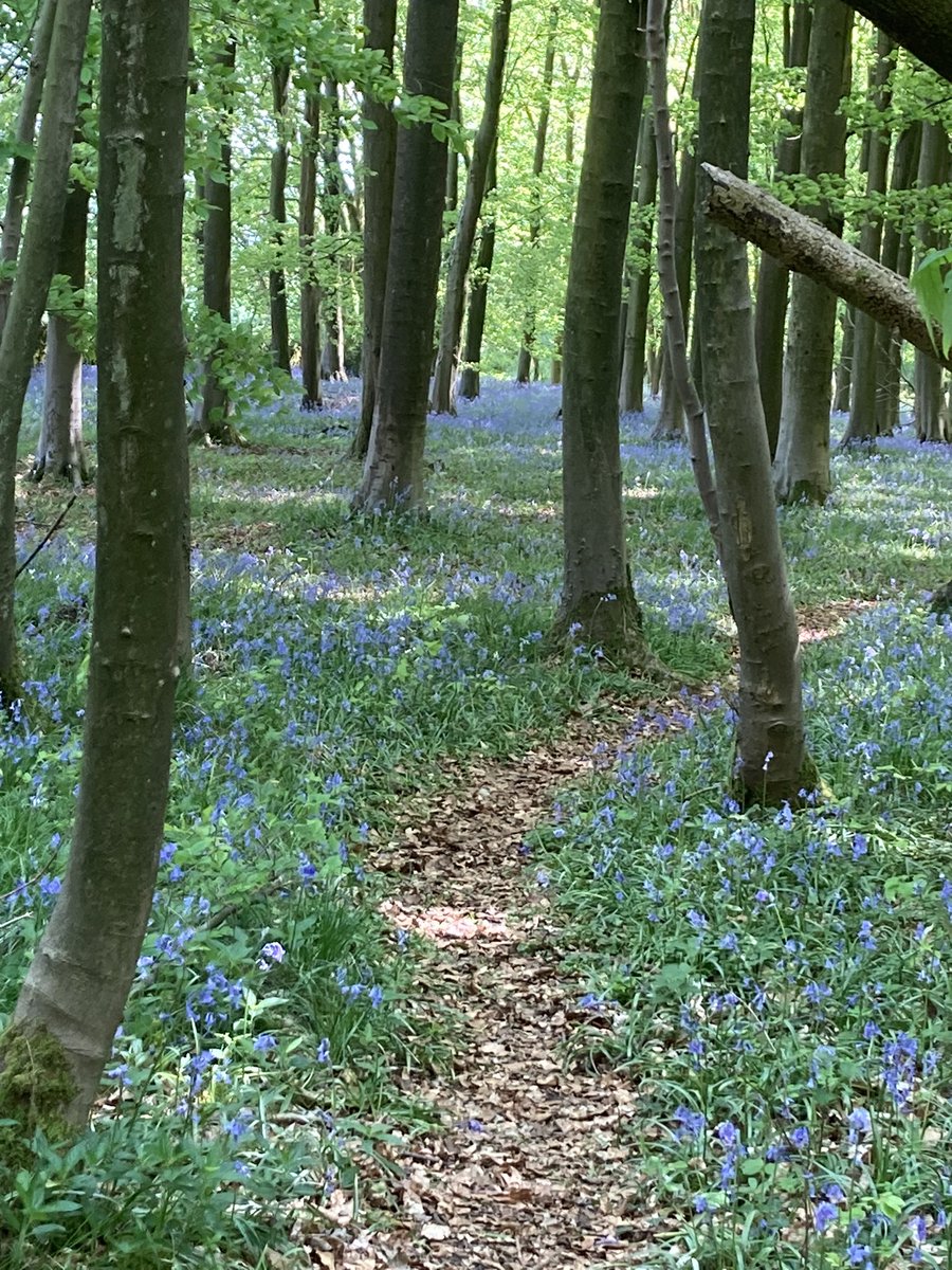 thetilts's tweet photo. I took this the other day in my favourite part of the Cotswolds, not far from Guiting Power. It will always be home and when I return I am able to regroup and find peace
#COTSWOLDS #GuitingPower #bluebells #home https://t.co/YOKo3SzdCx