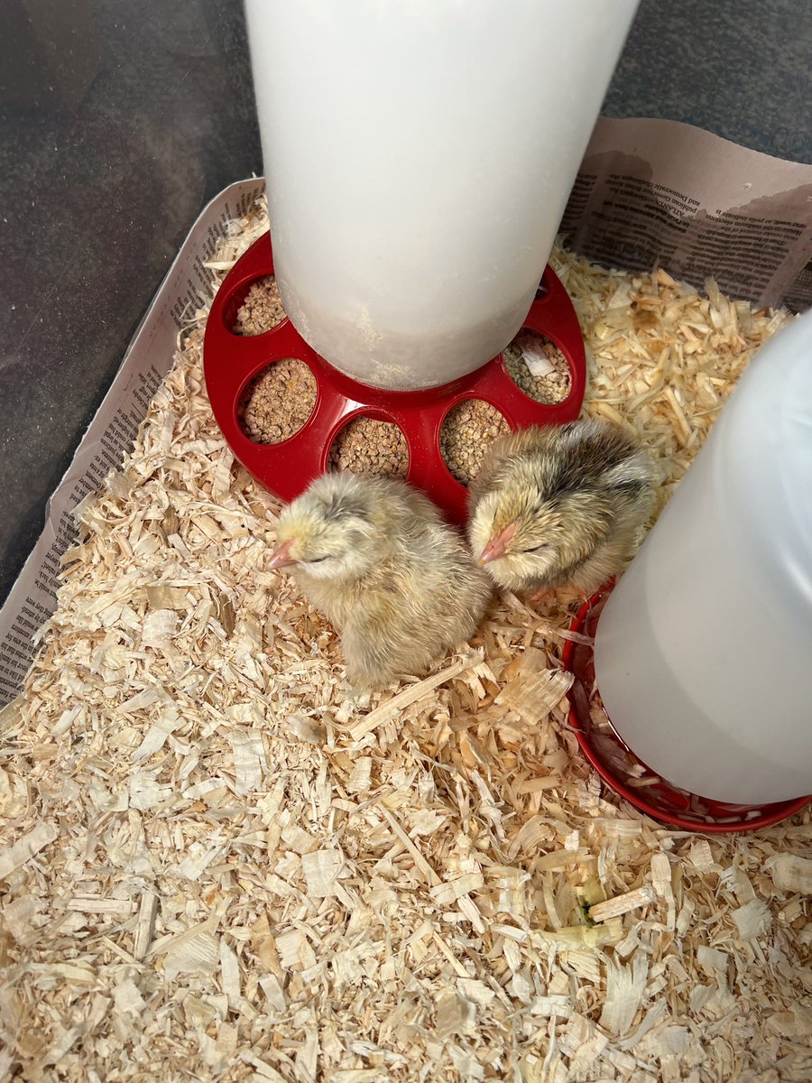 sheehan_ps's tweet photo. Excitement is in the air! Our chicks began hatching this morning! @westwood_ps #science https://t.co/aLwoWsd6K2