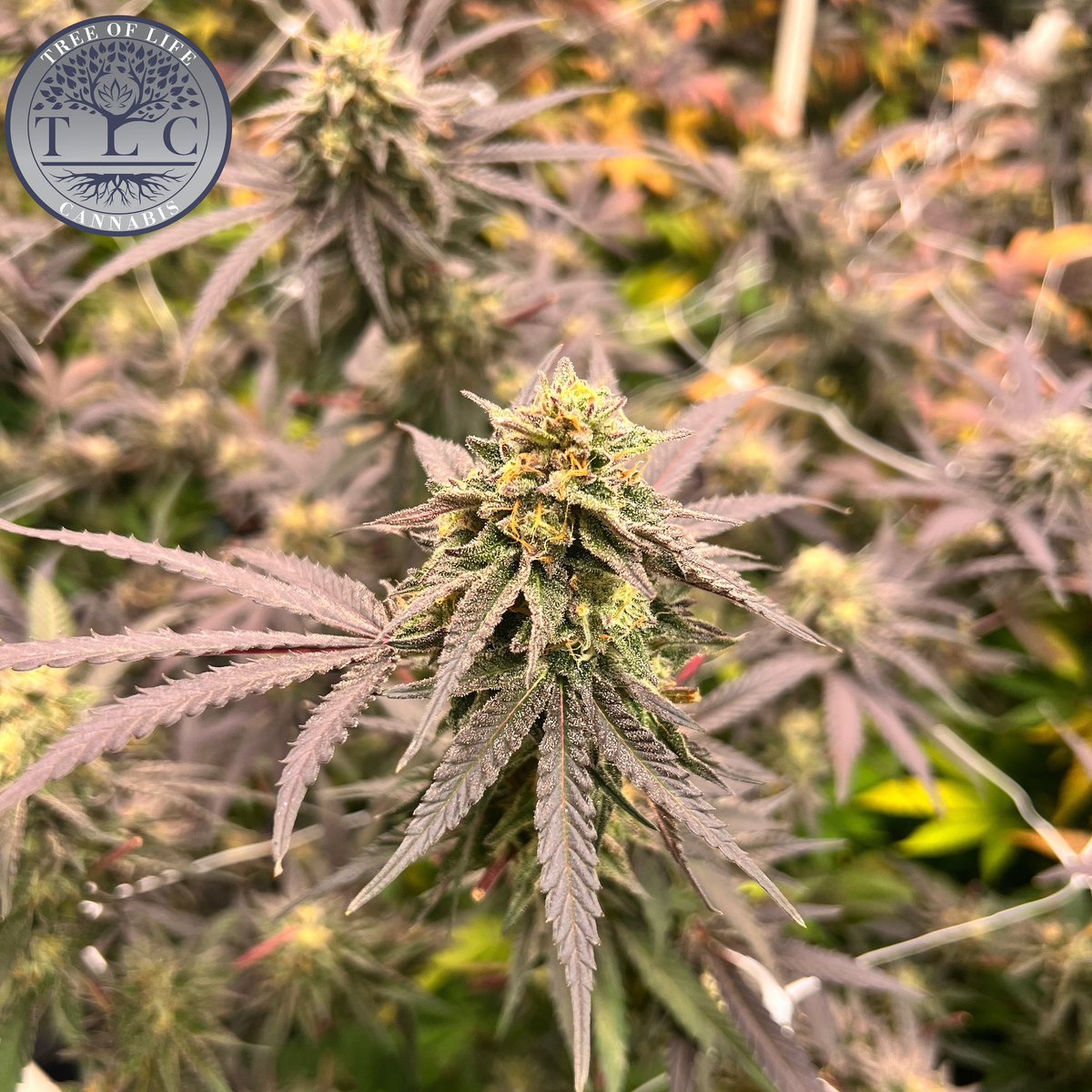 Grape Stomper 

#canna #legalcannabis #livesoil #livesoilcannabis #organiccannabis #michigancannabis #michigancanna #MIcanna #michiganorganics #organics #cannabis #CannabisCommunity #cannabisculture #cannabisindustry