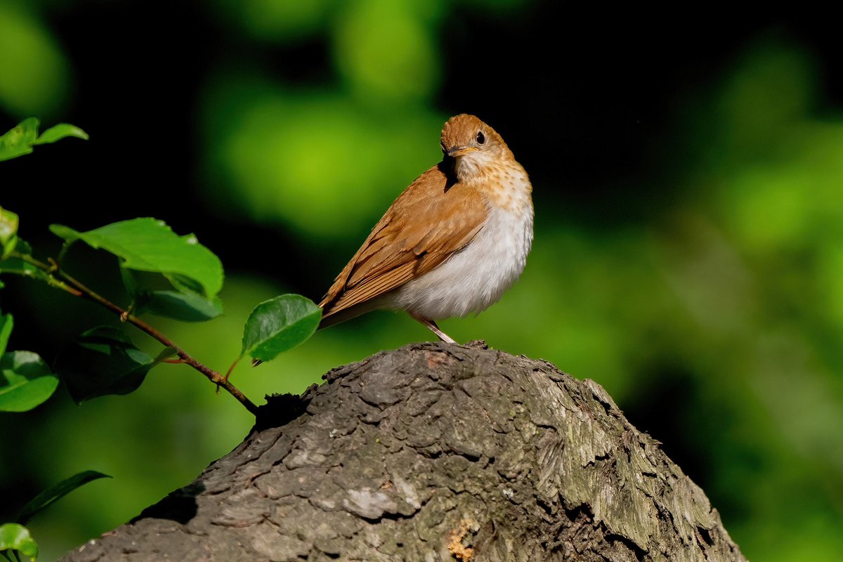 The lone Veery  <a href="/CentralPark_NYC/">Central Park</a> with <a href="/BirdingBobNYC/">Robert DeCandido PhD</a> walk #birdcpp #BirdsSeenIn2023 #birding #BirdTwitter  <a href="/inaturalist/">iNaturalist</a> #BirdsofNYC <a href="/BirdCentralPark/">Manhattan Bird Alert</a> #BirdsOfTwitter #birdphotography #NewYorkCity #veery