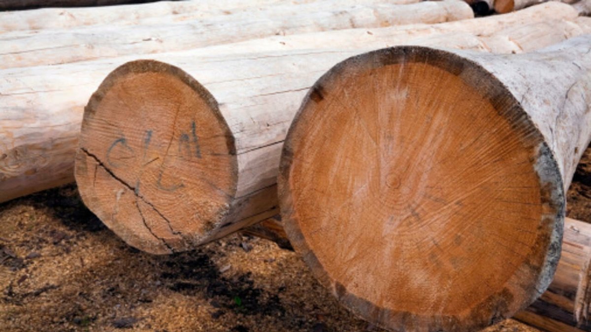 Comment le groupe Wagner mène un trafic de bois en Centrafrique rfi.my/9VB1.t