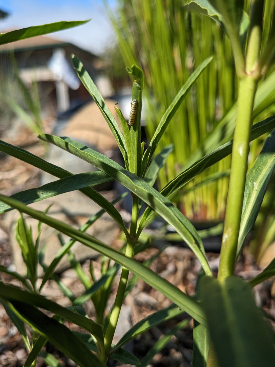 We have discovered 35+ monarch caterpillars in our garden so far.
#UELFGarden <a href="/xercessociety/">The Xerces Society</a> <a href="/sanctuaries/">Sanctuaries (NOAA)</a> @schoolgardens <a href="/dailystem/">dailySTEM Chris Woods</a> <a href="/WholeKidsFnd/">Whole Kids</a> <a href="/livingschoolyrd/">Green Schoolyards America</a> <a href="/Kids_Gardening/">KidsGardening</a>  <a href="/EnvironmentalEd/">ProjectLearningTree</a> <a href="/CAEOE/">JLS</a> @CNPS <a href="/TheNAAEE/">NAAEE 🎓🌎</a> <a href="/Proud2BeCRPUSD/">CRPUSD</a> <a href="/UELFSEAWOLVES1/">UELFSEAWOLVES</a> <a href="/UELF_PTA/">UELF PTA</a> <a href="/LundeChristina/">Christina Lunde</a>