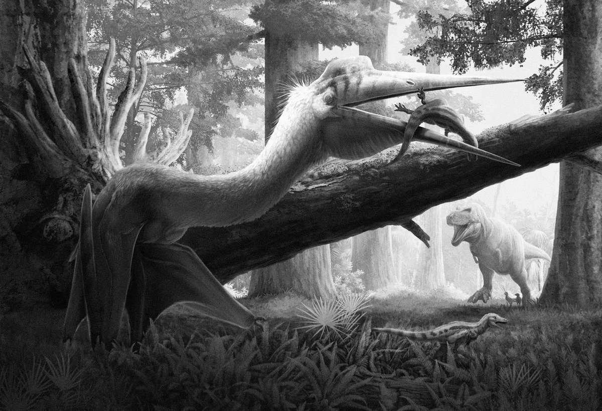 Gabriel N. U. tweet media