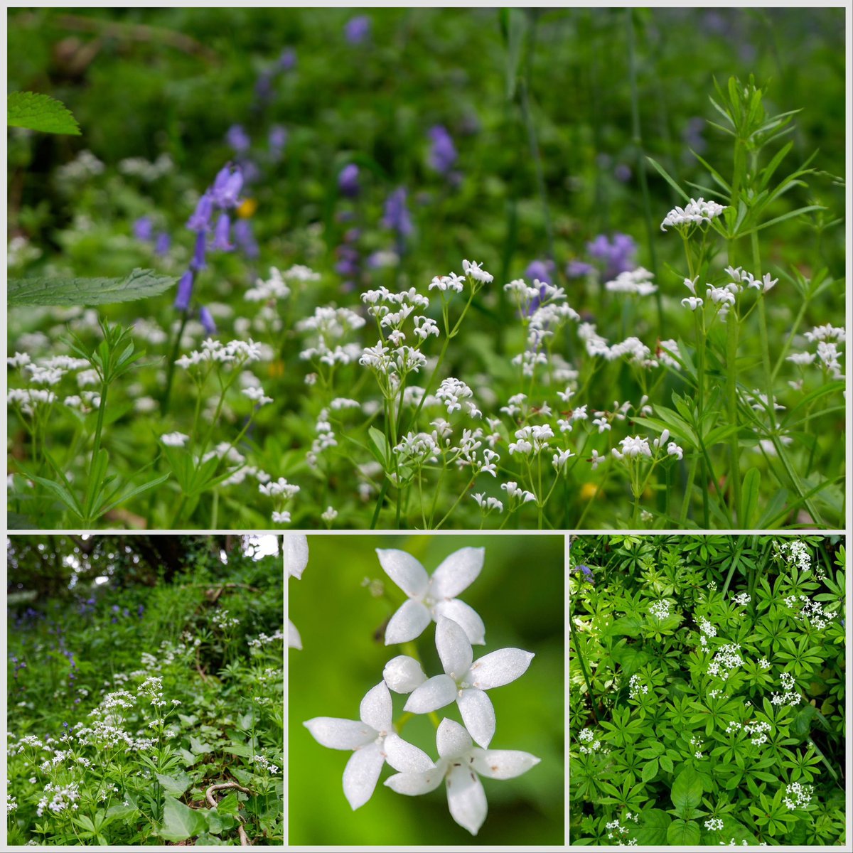 #wildfloweroftheday #sweetwoodruff #galliumodoratum This little bundle of joy really does live up to its name. Whorls of fresh green leaves and little white puffs of cloud like flowers! #woodruff #wildflowerlove #wildflowers #ancientwoodland #AWI #npms #woodland #Somerset #Wells