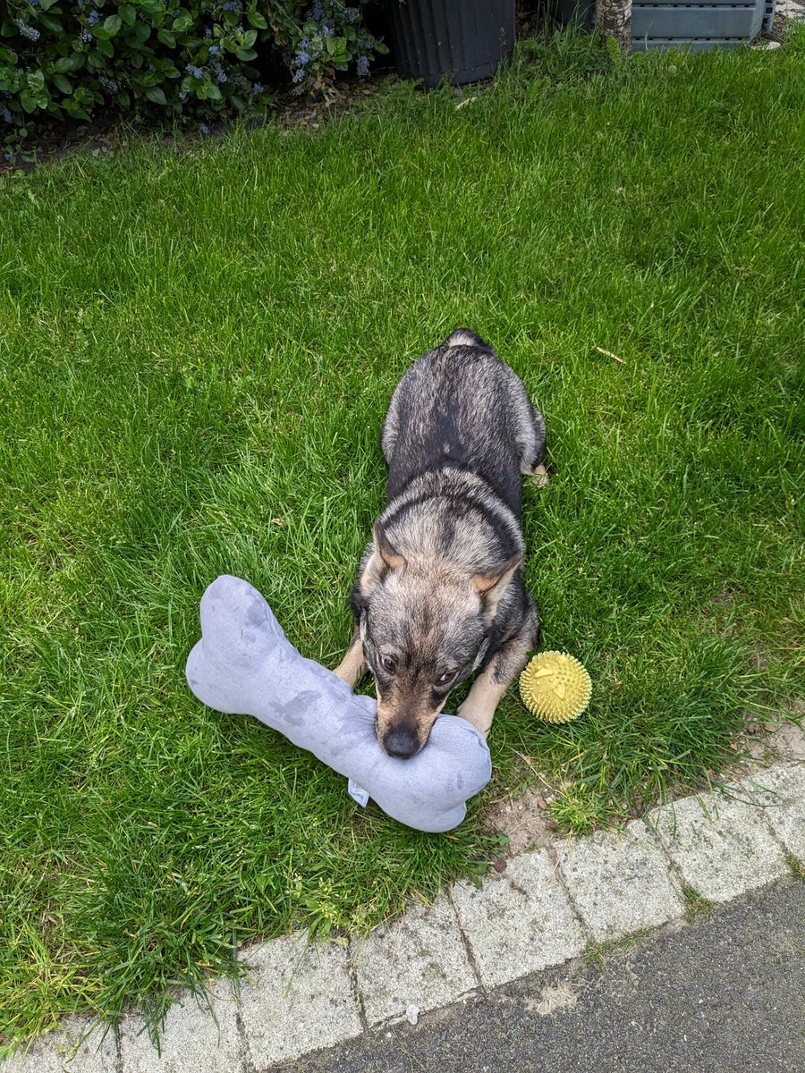 Torak_le viking tweet media