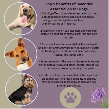Known as the Queen of Essential Oils , Lavender is defiantly 1 of our customers favourite,
pawfectscents.co.uk/.../lavender-l…...
#lavenderoil
#essentialoils
#easeanxiety
#handmadeuk
#smallbusinessowneruk