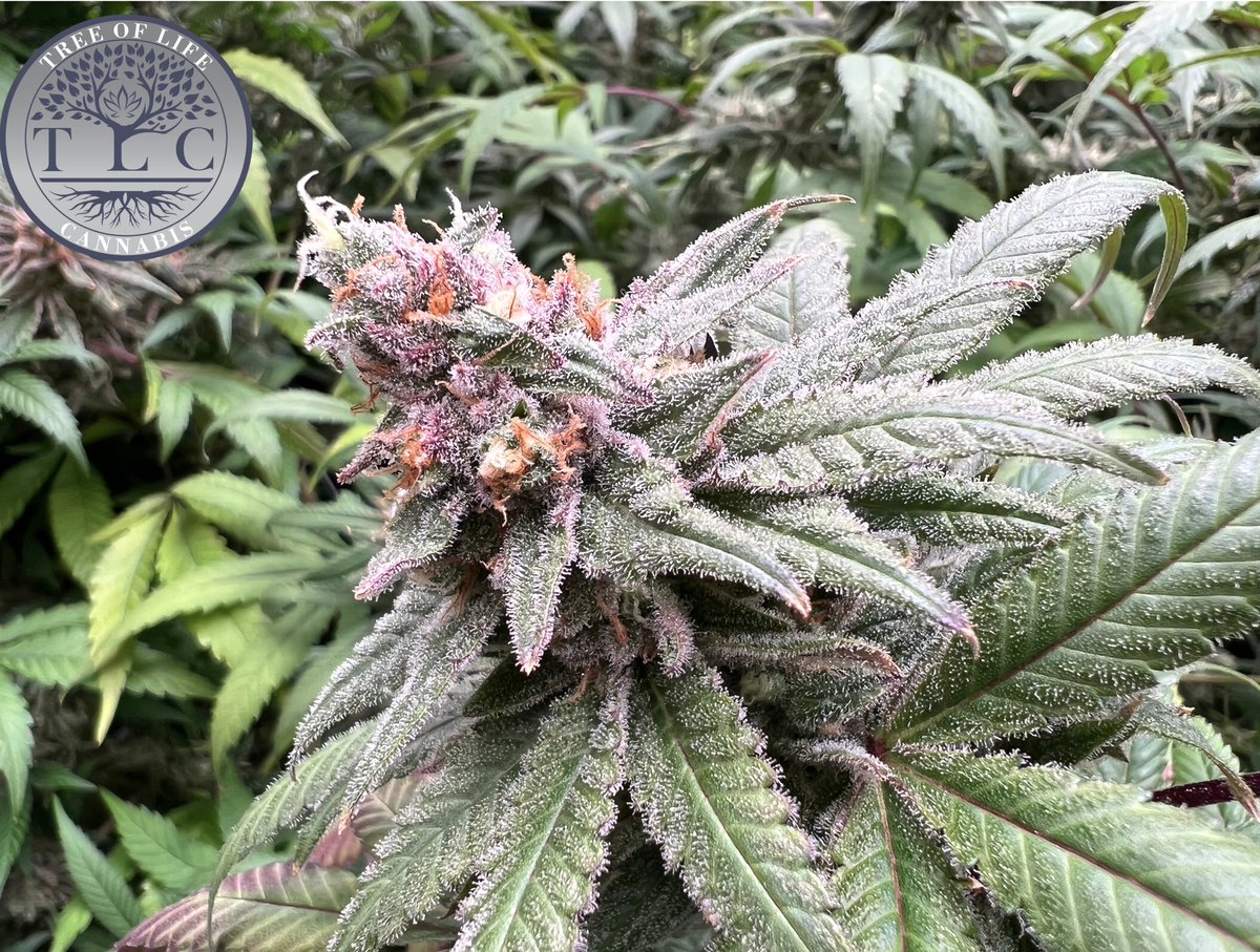 Blueberry 🫐

#canna #legalcannabis #livesoil #livesoilcannabis #organiccannabis #michigancannabis #michigancanna #MIcanna #michiganorganics #organics #cannabis #CannabisCommunity #cannabisculture #cannabisindustry