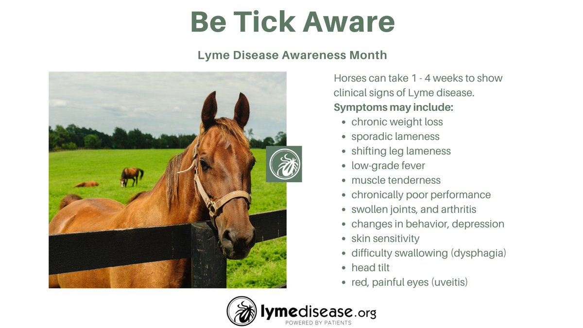 on Twitter "Horses may contract Lyme and other