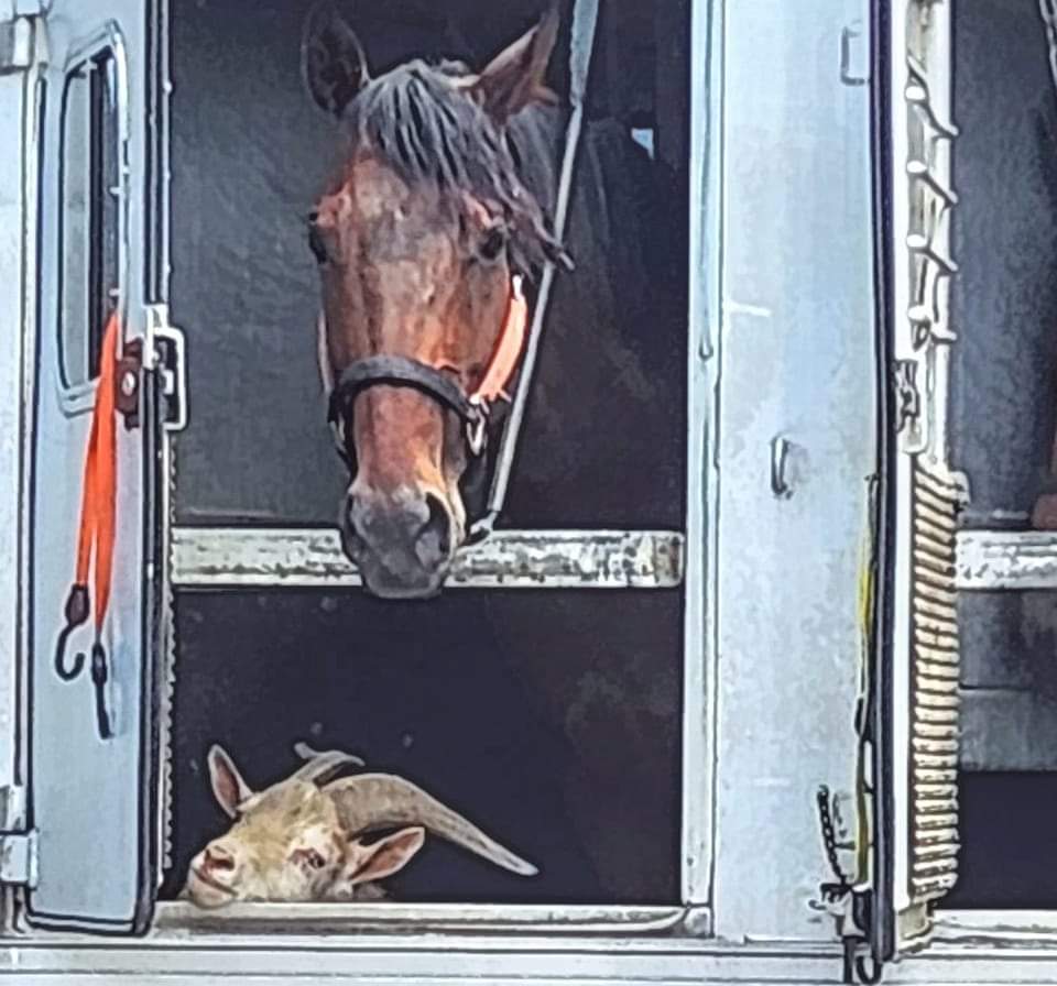 CcPerkinson's tweet image. #JeffersonTheGoat 😆 I just can't with this guy! By far, the G.O.A.T 😝🐐 @callstheraces