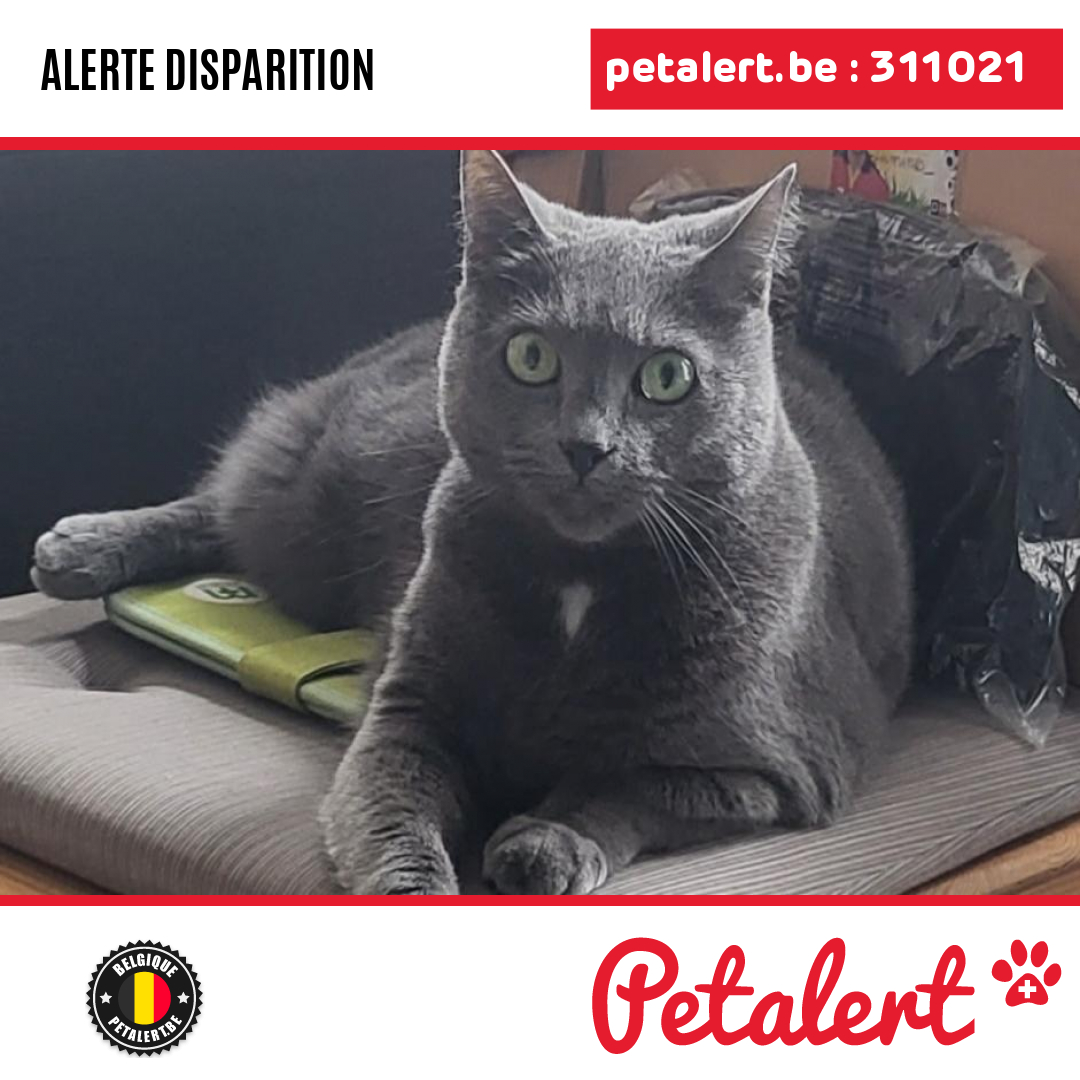 Disparu #Chat #Hainaut #Tournai #Petalert  #PetAlertWHT / p3t.co/wGcSa