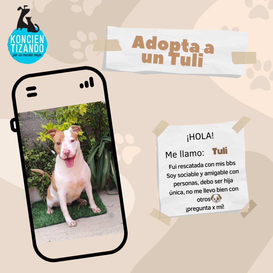Tuli es una de nuestras #adoptables que más tiempo lleva esperando un hogar. Fue rescatada en #Tulancingo donde vivía encadenada y fue explotada para comercializar sus cachorros. Queremos que cumpla su sueño de tener una familia, ¿nos ayudas? #adopción #adoptanocompres #adopta