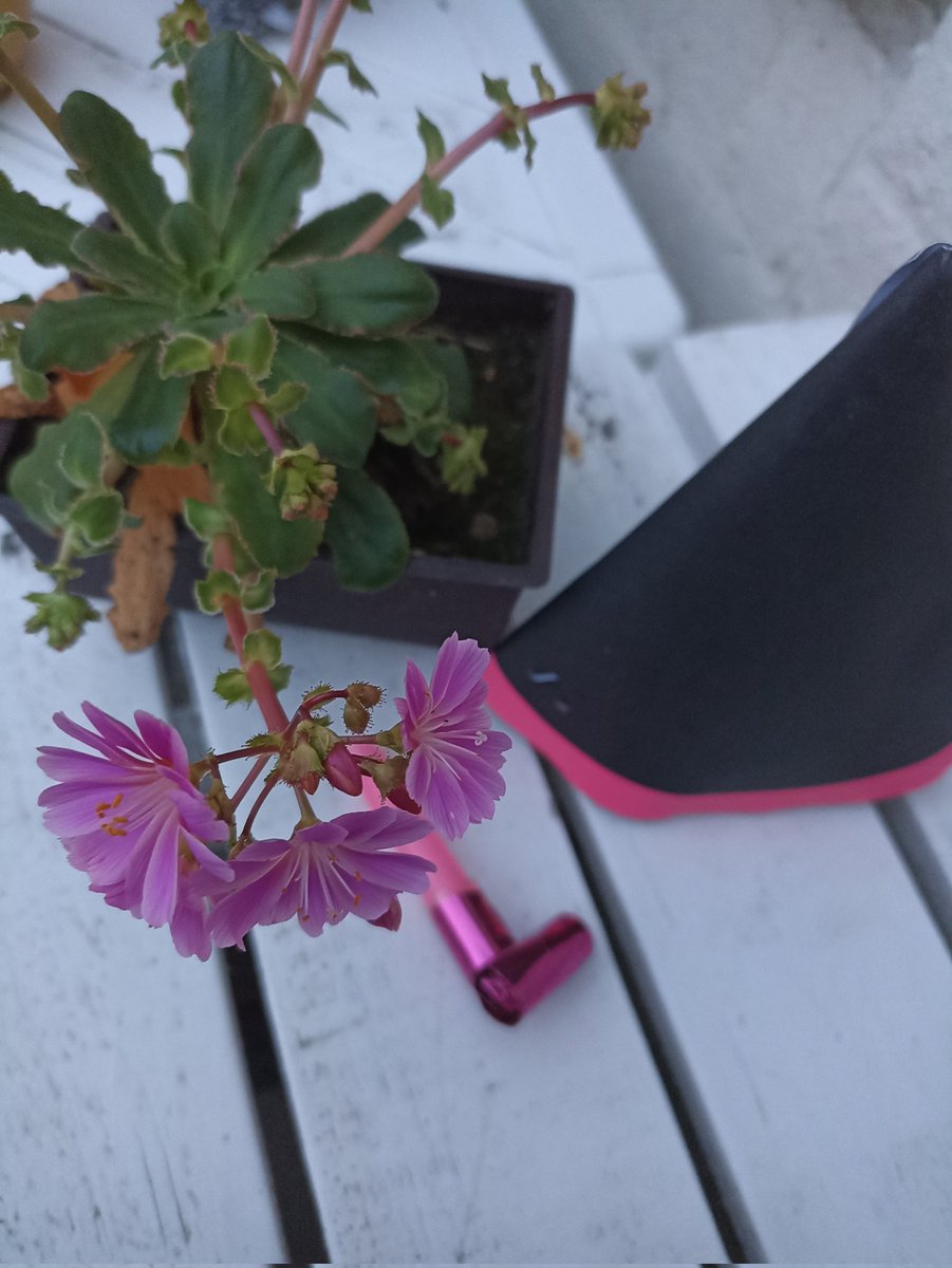 tinemoniek's tweet photo. Vandaag vier ik dat planten opeens weer kunnen bloeien als je ze eigenlijk al opgegeven had. Een betere metafoor vandaag is er niet. Er was zon. Er waren wolken. Er zongen vogels. Maar er was ook een stapeltje verdriet. Shine on you crazy diamond!
#365dagenvanvieren #dag77 https://t.co/mzzgtUepnu