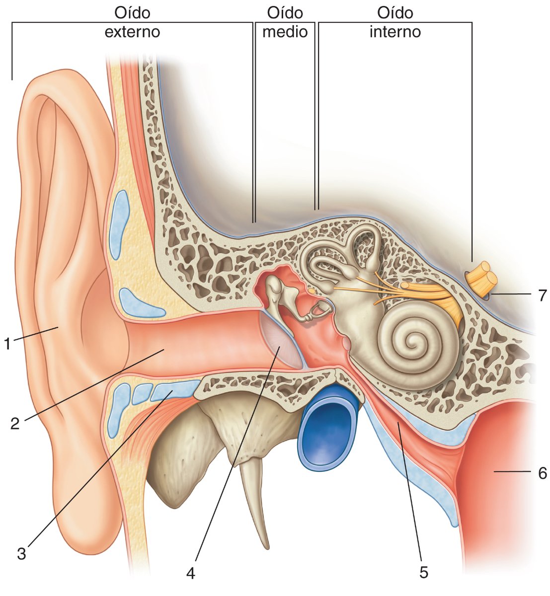 PasionAnatomia's tweet photo. Repasamos el #OídoExterno, medio e interno⤵️
📌1. #Oreja
📌2. #ConductoAuditivoExterno
📌3. #Cartílago
📌4. #MembranaTimpánica
📌5. #TrompaFaringotimpánica
📌6. #Faringe
📌7. #ConductoAuditivoInterno
📚Gray. Flashcards de Anatomía © 2022 https://t.co/TyGQ7275nt