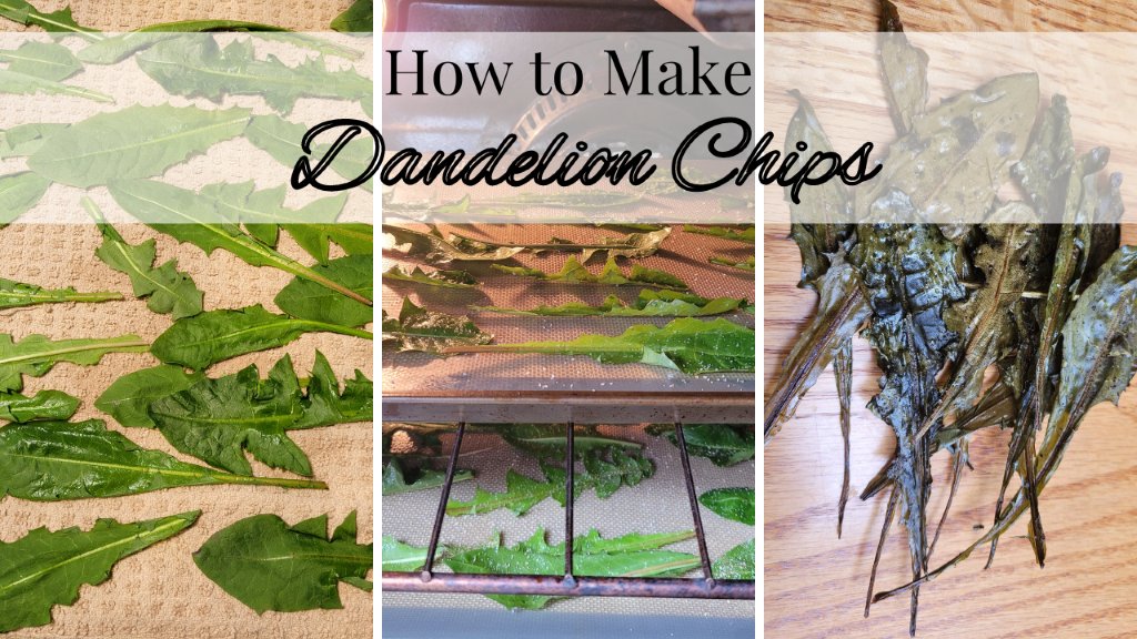 justbeckylee's tweet photo. These dandelion chips are crispy, light and airy! Not to mention, full of vitamins and nutrients!

Watch the video here:
https://t.co/hUQRO2WR6v https://t.co/iH5BLfDFXw