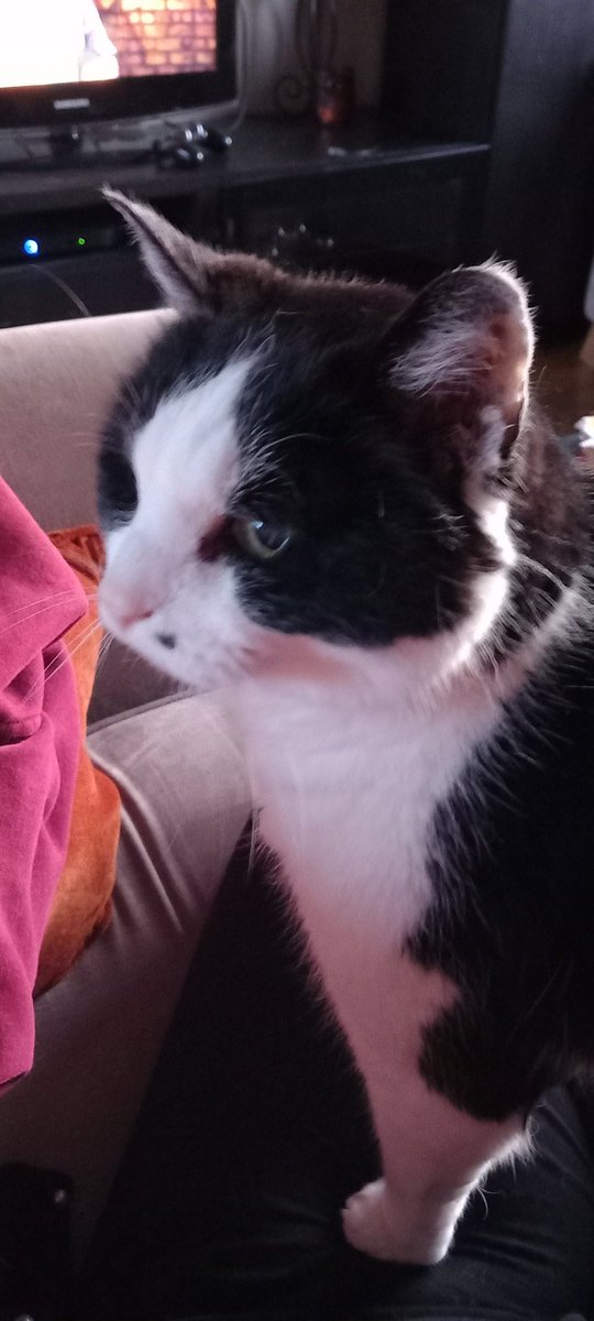 FreyaHedgewytch's tweet photo. Someone missed me these last two days!! ❤️
If he actually remembers who I am!!!😁
#oldmancat https://t.co/ceoMHwsgiq