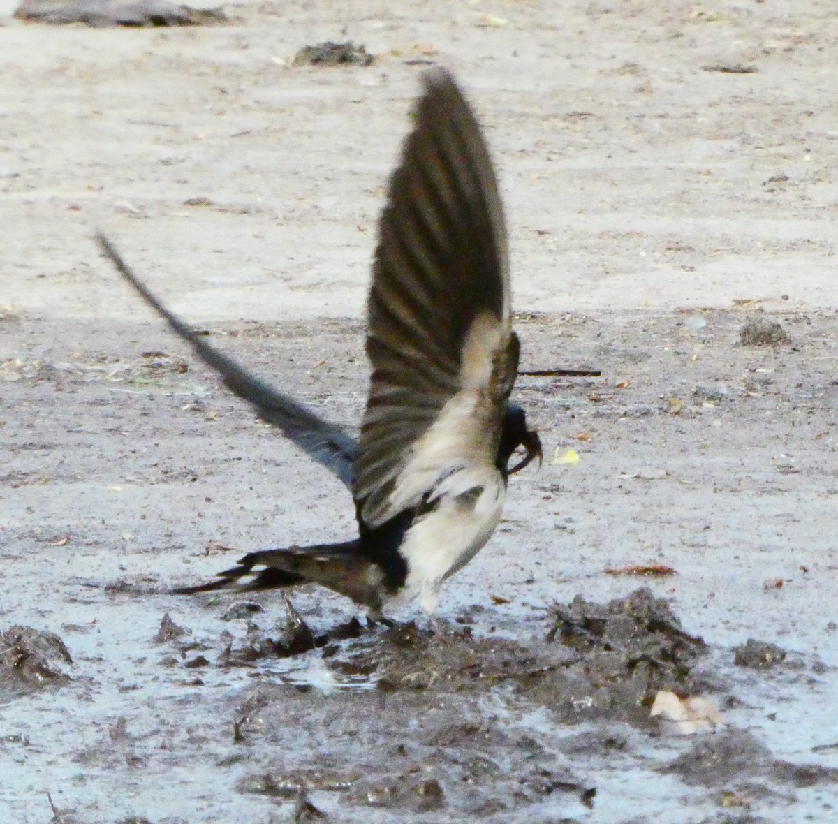 DrNiemitz's tweet photo. Flying diamonds.  -  #Climate migrant in Germany? 
1.  2 barn #swallows, white-bellied and white triangle under their wings.
2.  A red-bellied male with red underwings. - which I only found in #Egypt: #Hirundo rustica savignii. 
Only serious replies please. 
#ornithology https://t.co/u0BaUeoF53