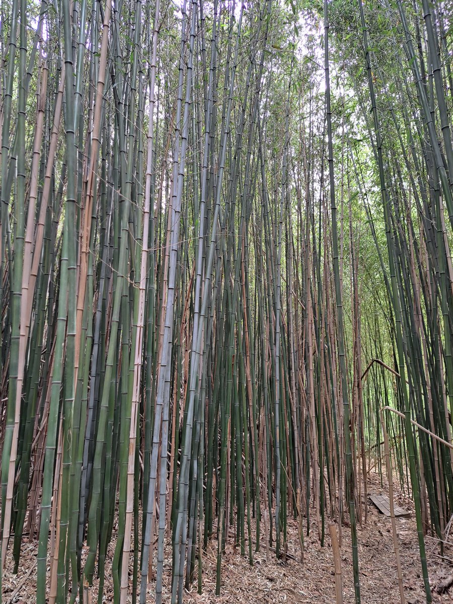 Bamboo 🎋💚