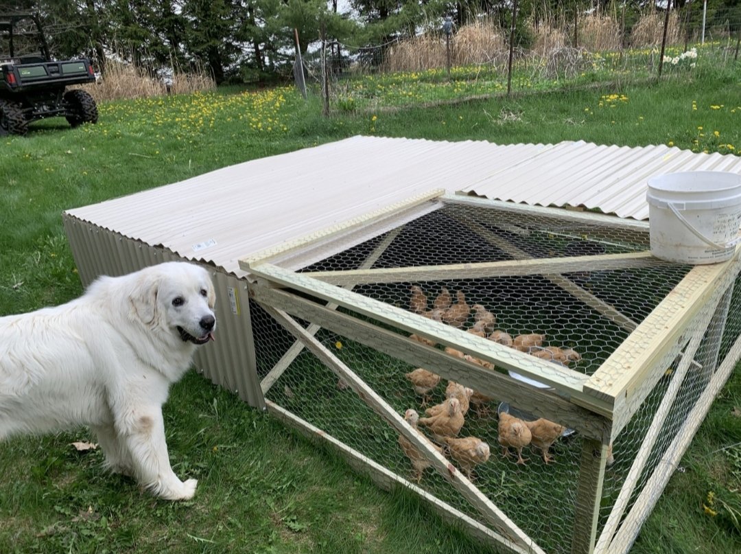 GreatBearTrail's tweet photo. Pierce County, WI
Bear-With-Me
Quoted caption:
"Our first year of having meat birds. My handyman hubby did an amazing..."
#Chicken
#Build
#ChickenTractor
#Livestock
#Farming
#Homesteading
#TheGreatBearTrail
#GreatBearTrail
#Beartaria
#BeartariaWisconsin
#Unbearables
#Crushing https://t.co/BktqQut6x4