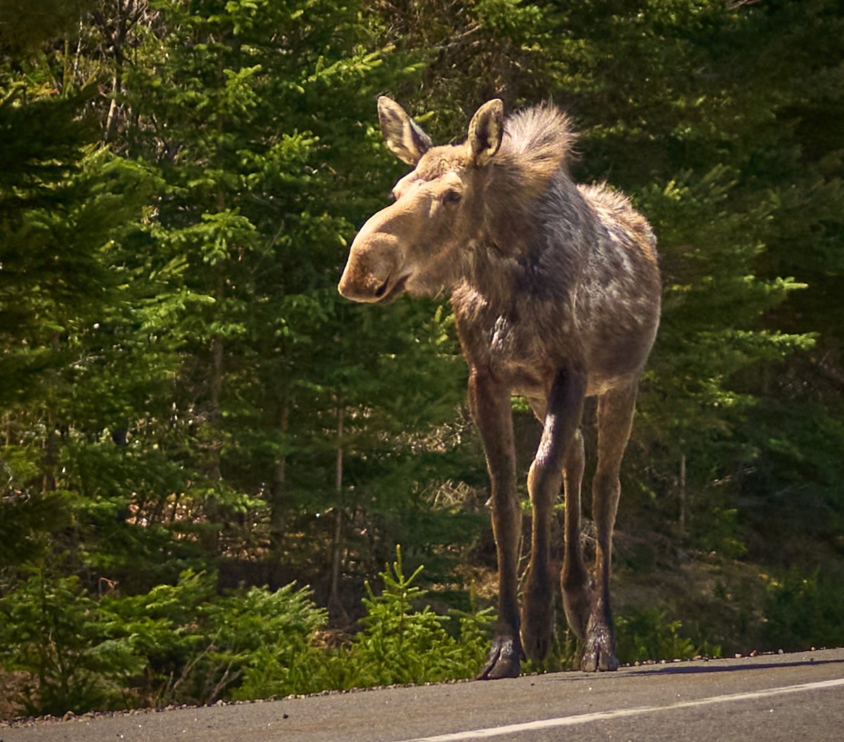 We finally see moose—not far from home, by @CheeseLoverG open.substack.com/pub/onroadatse…