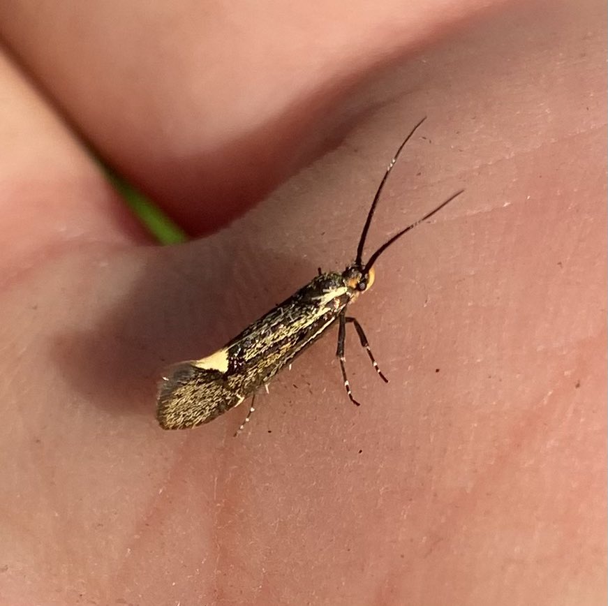 Join moth expert Nigel Voaden @scorpion_nv on Wednesday 17th May @ 7pm for an online introduction to finding, identifying and recording micro-moths in Scotland.🦋🌿🐛

Book your place through eventbrite: eventbrite.com/e/an-introduct… 🦋💡