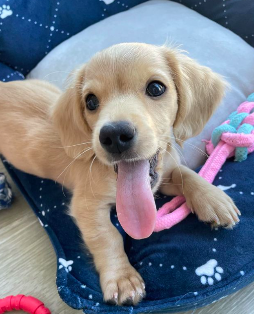 lindzbanks's tweet photo. @hornets My lucky charm is my mini dachshund, Winston! https://t.co/htjHhx0Y0W