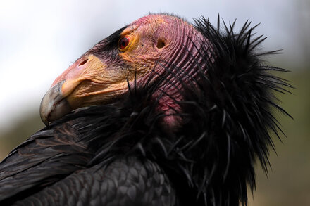 "Bird Flu Vaccine Authorized for Emergency Use in California Condors" by BY EMILY ANTHES via NYT ift.tt/FMf24xR #science
